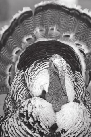Turkey tips
