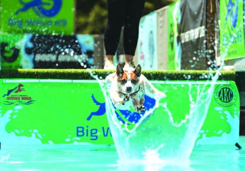 Cattle dog Colt takes a leap of faith in a dock-diving event. Photo/Tiffany Gentry