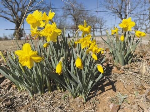 We’ve had warm weather the last couple of weeks and daffodils around the county have burst into bloom, a sure sign of spring being just around the corner. This stand of daffodils was along a fence row south of Chandler on state Highway 18. Photo/Brian Blansett