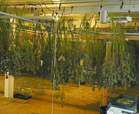 Marijuana seized in Meeker