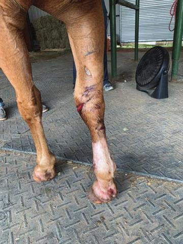 Horse attacked