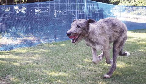Shay, an Irish Wolfhound, lopes after the bunny on the 405 FastCat &amp; K9 Speedway track. The pup participated in a seminar on June 22 for the AKC dog sport Fast Cat, a timed 100-yard dash. Dogs compete against themselves and earn titles by gaining points with each official, timed run. 405 FastCat typically runs seminars twice a month. Photos/Emily Kalka