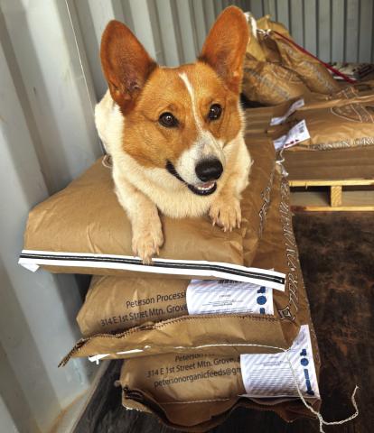 Radar flexes his guard dog skills. All feed bags will be safe under his watch. Photo/Julia Wells