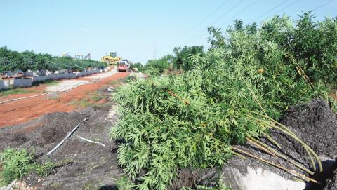 Oops! Bad info from OBN leads to... Raid on legal pot farm