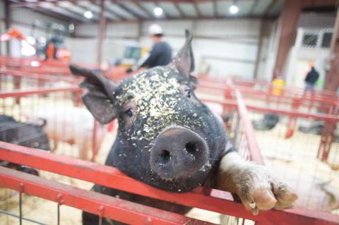 Posing porker