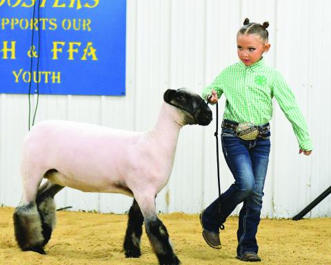 Meeker Livestock Show
