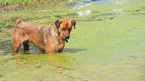 Above, Red the Rottweiler peers through pond moss while fishing in a farm pond near Dale earlier this week. Below, he and Gary Barnett scope the scene from the bank. Photos/Brian Blansett