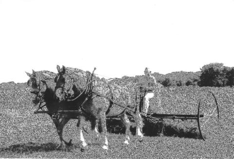 Horses put to work out on Trawick Ranch. The 1,900+ acre ranch will be up for auction on March 15. Photo Submitted/United Country