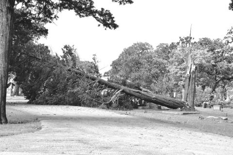 A large tree lays across the road on Saturday in Oak Park Cemetary. It was knocked down during a storm that hit around 11 p.m. Friday night. Photo/Emily Kalka