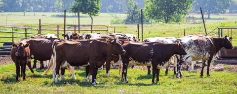 American Shorthorns