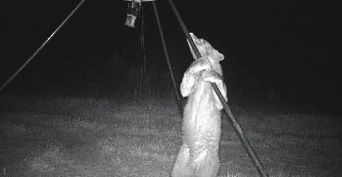 Black bear sighted in Lincoln County