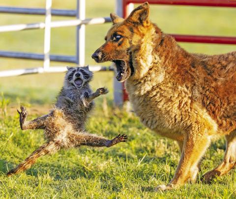 Here’s the write-your-own-caption opportunity that you’ve been wanting. Rocky Raccoon and Max the German Shepherd both appear astonished by something off camera during their altercation last week. But what? Feel free to take creative license and send your caption to news@lcnok.com by the end of the day Friday. We’ll publish the best ones in next week’s edition and choose a winner, who will receive a free 12-month subscription to the Lincoln County News and be immortalized in print. Photo/Beth Young