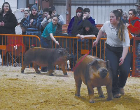 Livestock shows