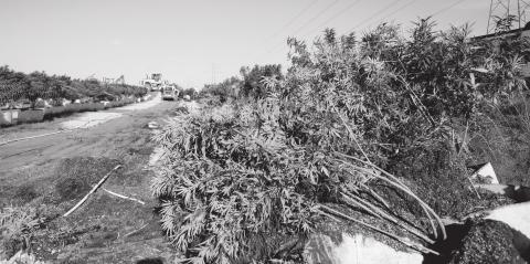Marijuana plants from a farm near Jacktown that authorities first thought was illegal. Photo/Brian s