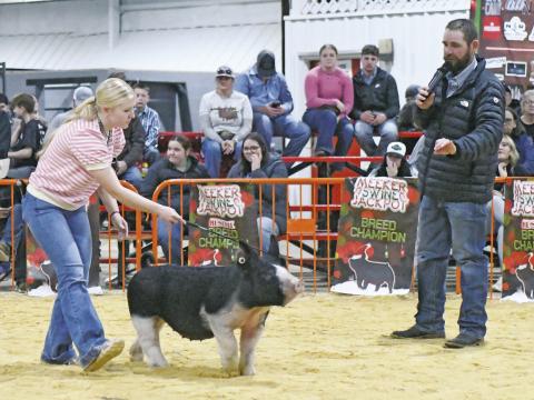 Meeker Jackpot Swine show