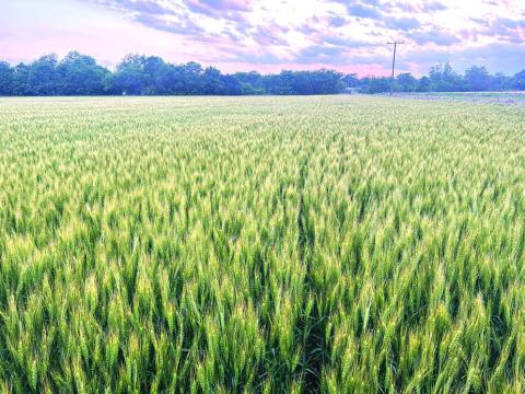 Farmer brings wheat back to Lincoln County