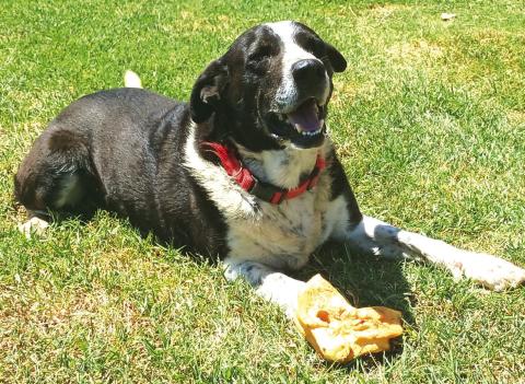 My name is Bo-Luke. I am a lifetime resident of Lincoln County, Ok. I was born on May 20, 2013, the day after the big Carney tornado, down on S 3420 Road in Chandler. I was about six weeks old when my owner Jonathan McDade picked me out, he was seven years old at the time. I am currently 13 years old, and my owner Jonathan is now 20. I’m just living out my old man years relaxing and stuff. I love sunshine, people and pig ears from Atwoods. Photo/Kristy Lewis