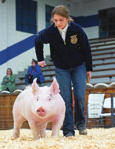 Stroud local livestock show