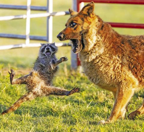 Last week, we asked you to enter captions for our photo of Rocky the Raccon and Max the German Sherpard. Here are our staff favorites, and of course, our first-place winner, who will receive a free annual subscription to The Lincoln County News. First Place: “When you try to scare your friend, but their scream scares you!” - Sarah Wright